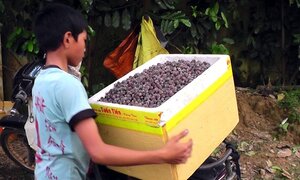 Đổ xô lên rừng hái sim, kiếm tiền triệu 'dễ như chơi'