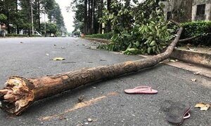 Bị cành cây rơi trúng người, nữ công nhân chết thương tâm