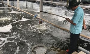 Không vay được vốn, doanh nghiệp nuôi tôm sạch kêu cứu