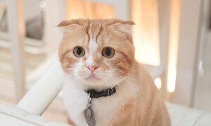 Bị mèo cào, chàng trai trẻ nhiễm vi khuẩn gây rối loạn cương dương