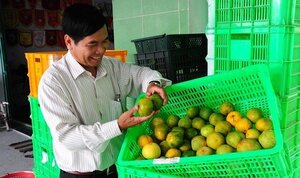 Đường đến thành công của 'tỷ phú quýt đường'