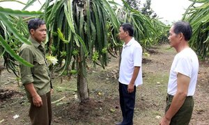 Trồng thanh long trên đất núi đá, nông dân thu 300 triệu đồng/năm