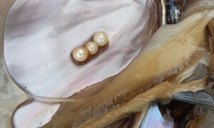 Gặp chàng trai 9x ném tiền tỷ xuống ao lấy ngọc