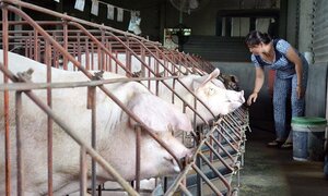 Giá lợn hơi ở Đồng Nai lại chạm đáy 24.000 đồng/kg
