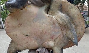 Cận cảnh hàng loạt con cua đinh 'khủng' giá hàng chục triệu đồng