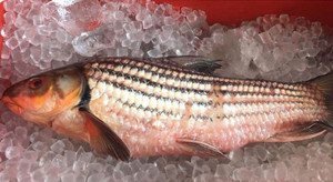 Nồi cá kho 12 triệu đồng được nhà giàu Việt săn lùng ăn Tết