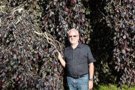 Choáng ngợp trước vườn cây quý hiếm của ông lão 75 tuổi, giá 3,5 tỷ đồng mỗi cây