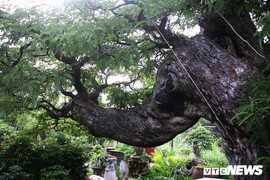 Mục sở thị cây me 130 tuổi, trả giá 3,2 tỷ đồng không bán ở Sài Gòn