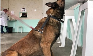 Kỳ lạ giống chó ngửi thấy bệnh ung thư