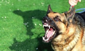 Em bé chết khi chữa chó dại cắn bằng thuốc nam: Không xử lý được ‘lang băm’?