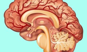 Sự thật thú vị về các cơ quan trong cơ thể không phải ai cũng biết