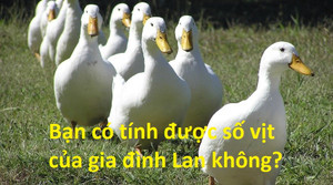3 bài toán tính số vật nuôi khiến dân mạng 'điên đầu'