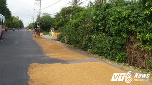 Ảnh: Bất chấp 'tử thần', dân đua nhau biến quốc lộ thành sân phơi thóc