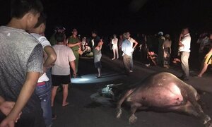 Xe máy tông phải trâu đứng giữa đường, cả người và trâu chết tại chỗ