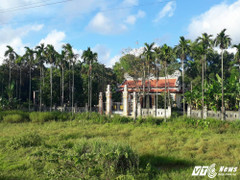 Thương lái Huế lùng sục thu mua cau non để bán sang Trung Quốc