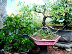 Dở khóc dở cười cảnh những cây mai quý bị 'gông xiềng' ngày cận Tết