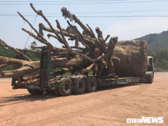 Muốn vận chuyển 3 cây đa khổng lồ rời Huế, doanh nghiệp vận tải cần giấy phép gì?