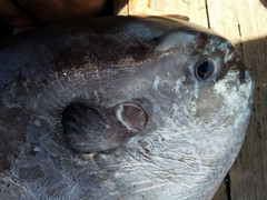 Thương lái trả 5 triệu đồng, ngư dân vẫn mang cá mặt trăng quý hiếm tặng bảo tàng