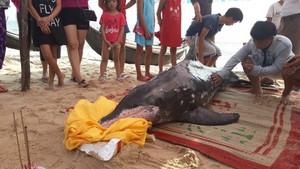 Ngư dân Huế trắng đêm giải cứu cá heo bị mắc cạn