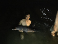 Cá heo khóc vì bị thương, nhóm thanh niên Đà Nẵng trắng đêm giải cứu