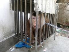 Gom tiền giải cứu khỉ đuôi lợn quý hiếm giao cho kiểm lâm