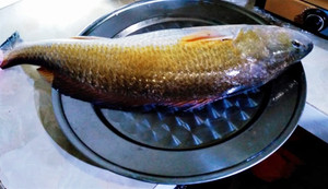 Ngư dân Huế câu được cá nghi sủ vàng quý hiếm