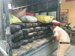 CGST Huế phát hiện ô tô chở lượng lớn gỗ quý không có dấu kiểm lâm