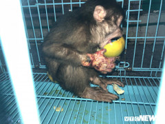 Giải cứu khỉ con bị hoại tử tay ở Thừa Thiên - Huế