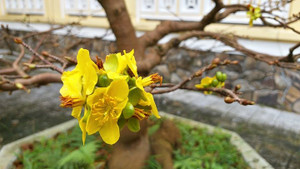 Hoa mai đua nhau nở sớm, người làm vườn xứ Huế lo thất thu dịp Tết