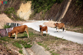 Ảnh: Con đường gần nghìn tỷ đồng chỉ có 20 lượt người qua lại mỗi ngày