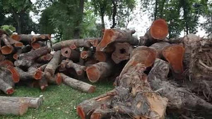 Chi phí đánh chuyển gần 1.000 cây xanh đường Phạm Văn Đồng thế nào?