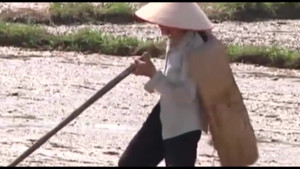 Video: Cách chống nóng cực kỳ hiệu quả của người nông dân