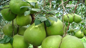 Điểm danh những loại quả bị đồn gây ung thư, chết người nếu ăn phải