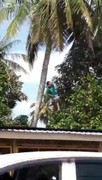 Trèo cây hái dừa, nam thanh niên bị thòng lọng thắt cổ suýt chết