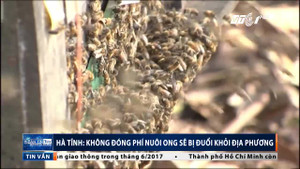 Hà Tĩnh: Không đóng phí nuôi ong sẽ bị đuổi khỏi địa phương