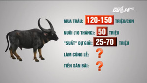 Những điều chưa biết về 'ông trâu' vô địch lễ hội chọi trâu Đồ Sơn