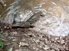 Đụng độ lươn điện, sát thủ đầm lầy bị giật chết thảm