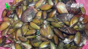 Ăn trai, hến không đúng cách nguy hiểm khôn lường