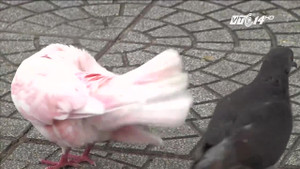 Chim bồ câu ở nhà thờ Đức Bà bị nhuộm lông khiến dư luận phẫn nộ