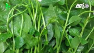 Tác hại khôn lường của rau mồng tơi khiến ai cũng giật mình