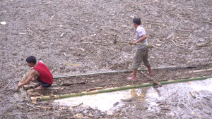 Video: Kinh hãi cảnh người dân Mù Cang Chải liều mình vớt củi trong lũ dữ