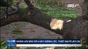 Video: Hoàn lưu bão số 6 gây dông lốc, quật gãy cây xanh ở Lào Cai