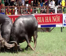 Những điều chưa biết về 'ông trâu' vô địch lễ hội chọi trâu Đồ Sơn