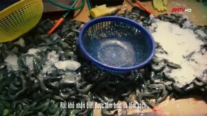 Bắt quả tang lén lút bơm tạp chất vào tôm, đầu độc người tiêu dùng