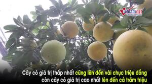 ‘Đột nhập’ vườn bưởi tiền tỷ của nông dân Hưng Yên