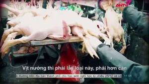Rùng rợn loại vịt cỏ thịt sẵn '3 con chỉ 100 nghìn đồng' không rõ nguồn gốc từ đâu?