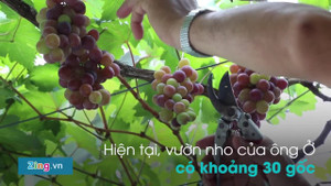 'Vườn nho bê tông' trĩu quả độc đáo ở TP.HCM