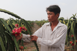 Virus corona khiến thương lái bỏ cọc thu mua thanh long, nông dân miền Tây điêu đứng