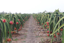 Cửa khẩu Trung Quốc ngừng thông quan, nông sản Việt tìm thị trường mới