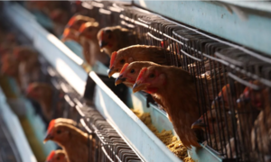 Dịch viêm phổi Vũ Hán chưa qua, Trung Quốc lại bùng phát cúm gia cầm